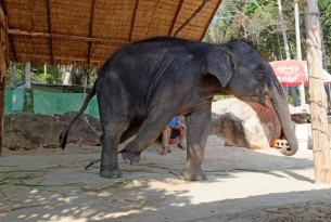 Elefante usado en turismo es encadenado cuando no entretiene turistas