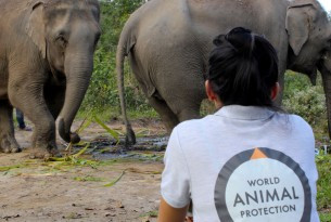 elephants and staff member