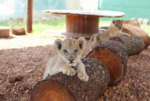 movemos al mudo para proteger a los animales 