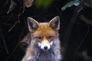 fox