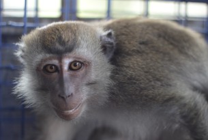 Un macaco rescatado de la escuela de baila en Indonesia mira a la cámara.