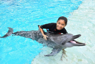 Dolphin in captivity at an entertainment venue