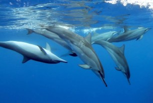 dolphins