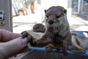 Otters in Asia 