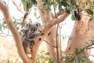 Koalas in the wild