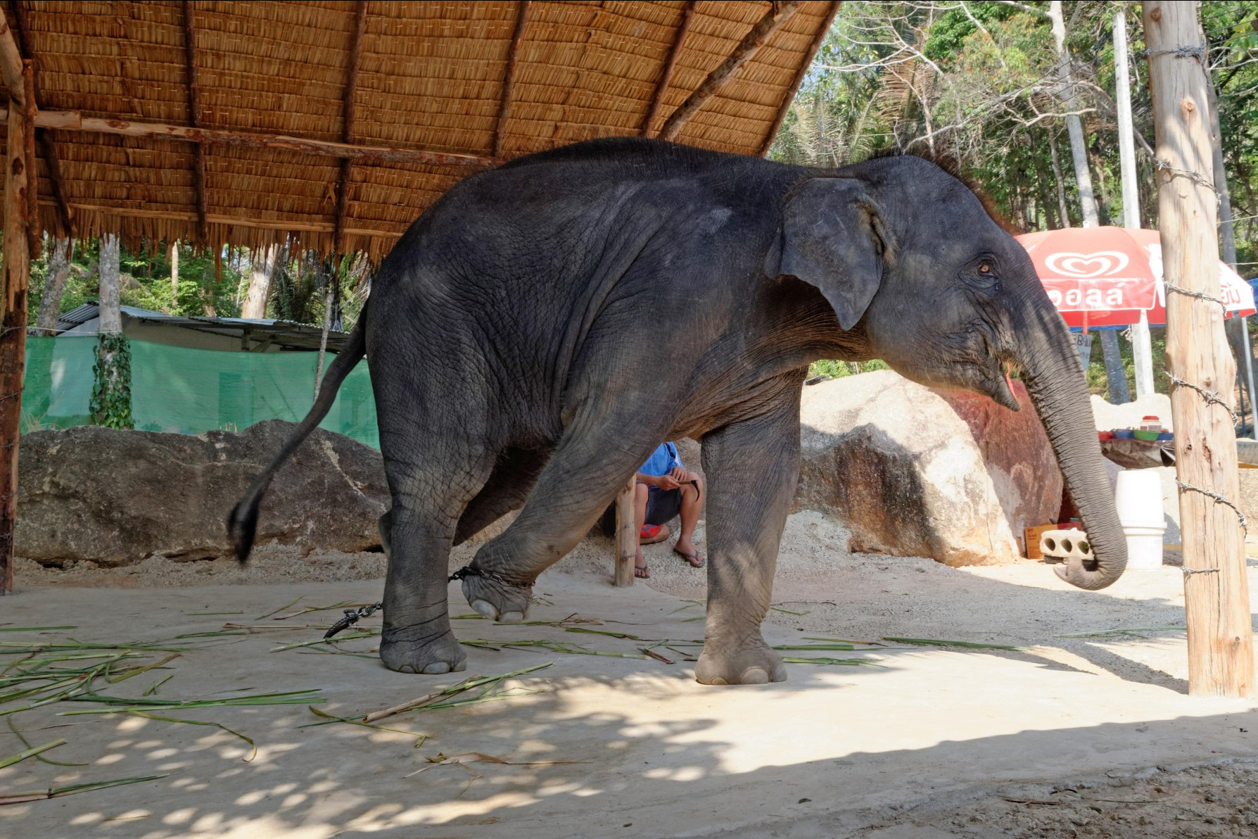 Elefante usado en turismo es encadenado cuando no entretiene turistas