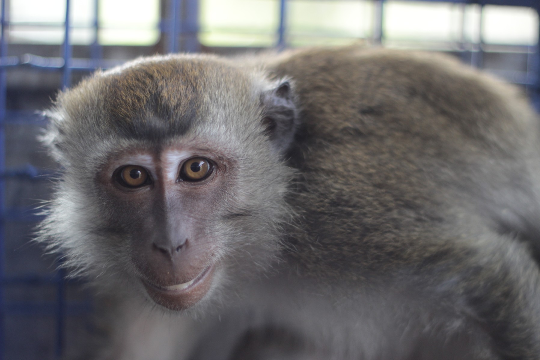 Un macaco rescatado de la escuela de baila en Indonesia mira a la cámara.