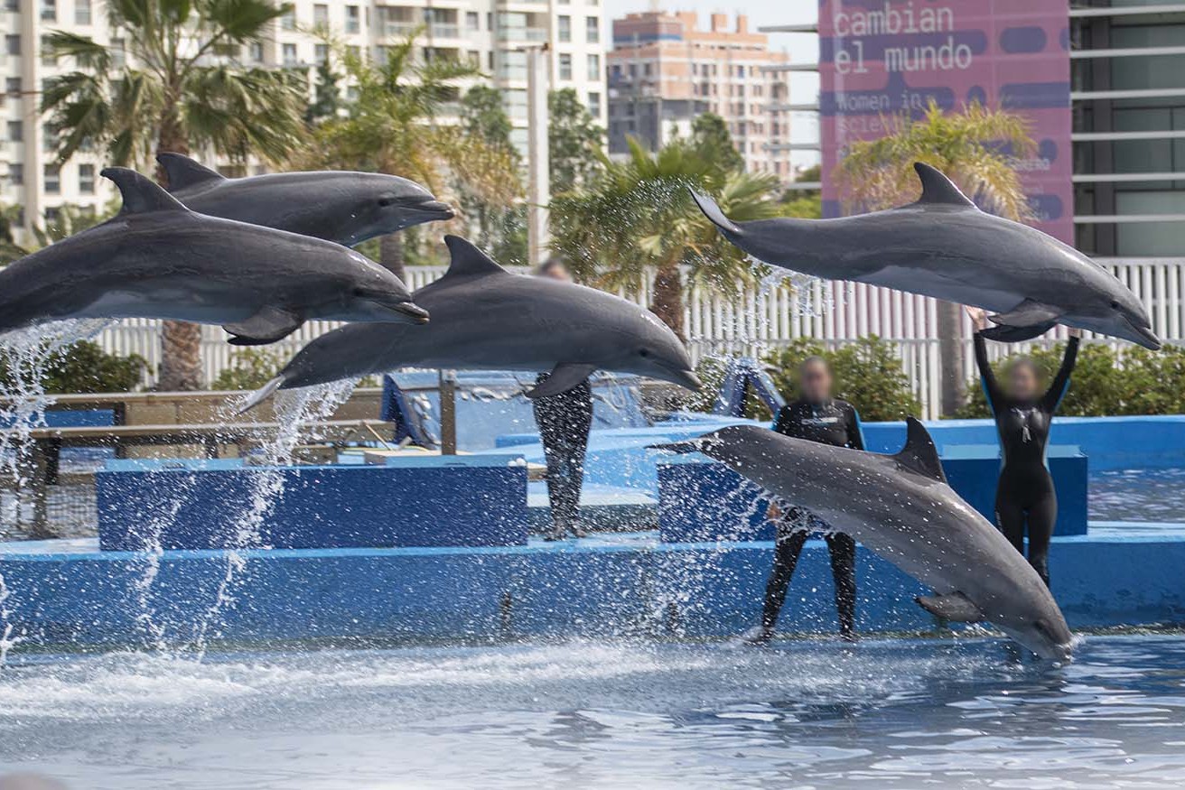 Oceanografic Dolphins