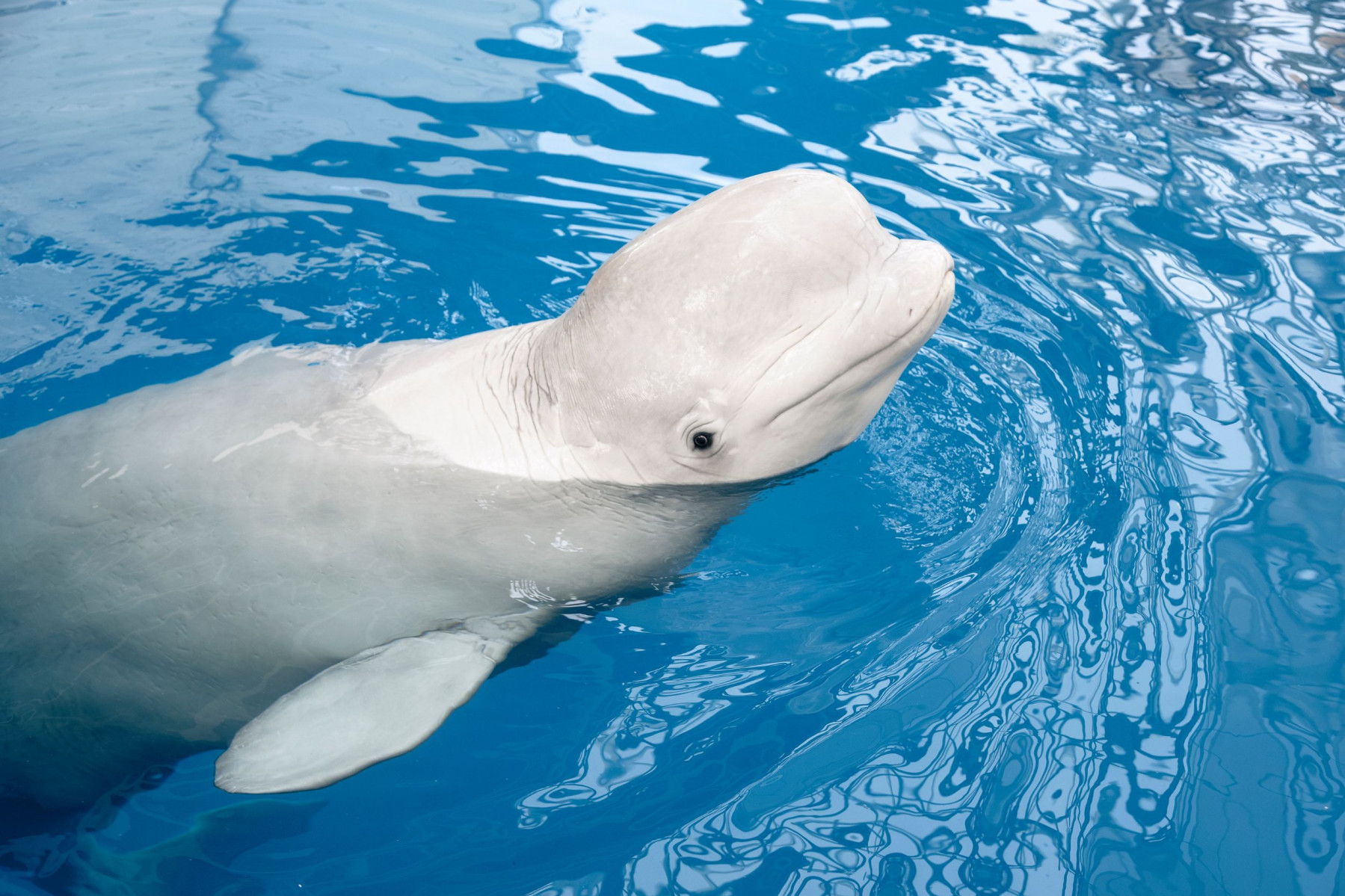 Una beluga en cautiverio mira a la cámara.