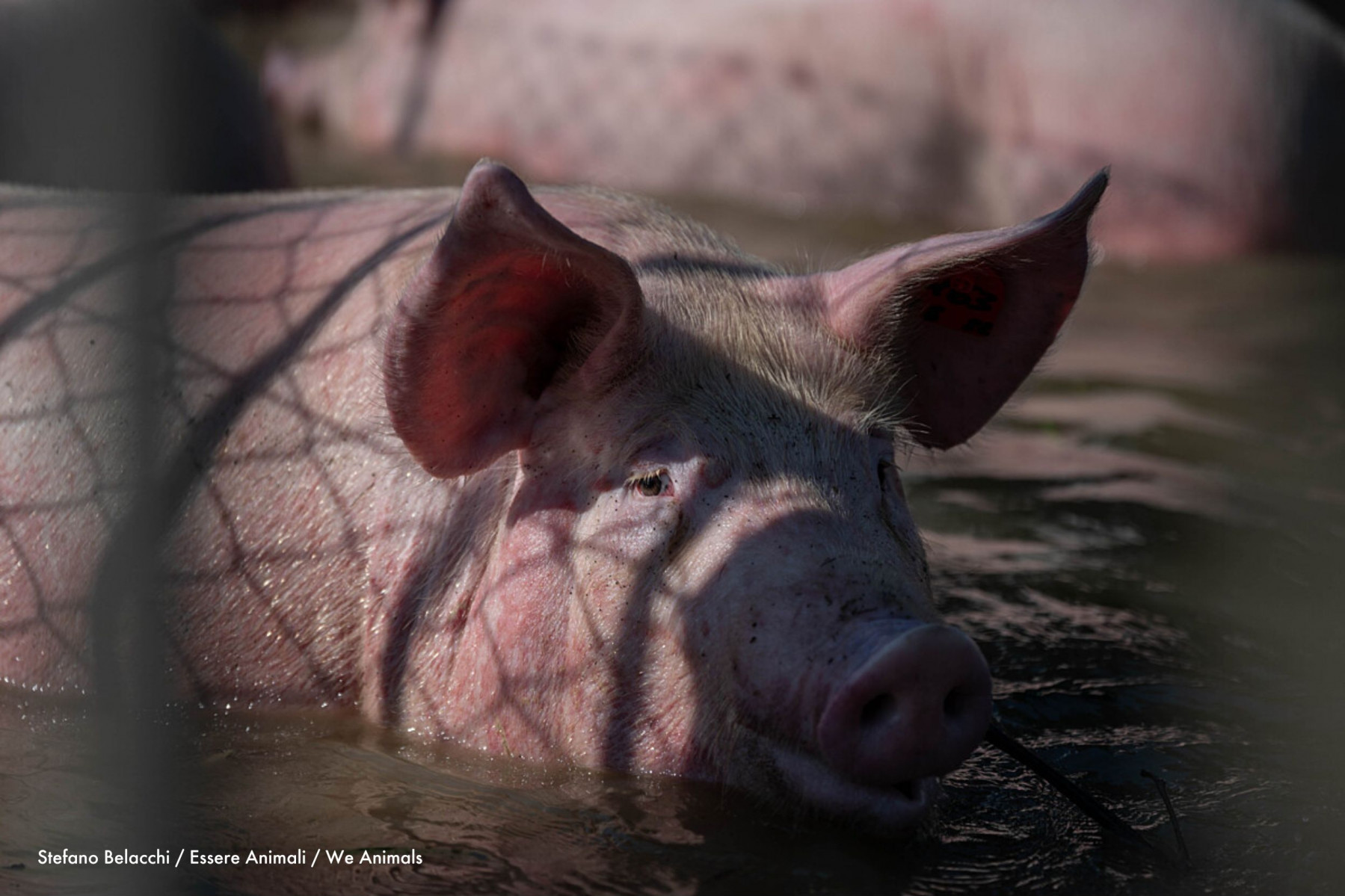 Un cerdo atrapado en una inundación