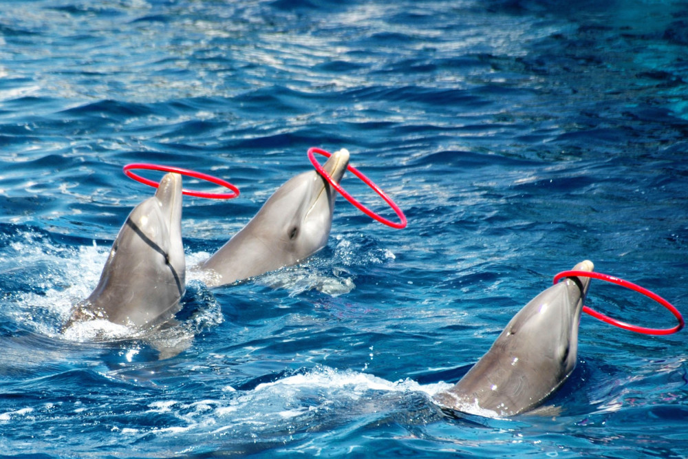 dolphins performing