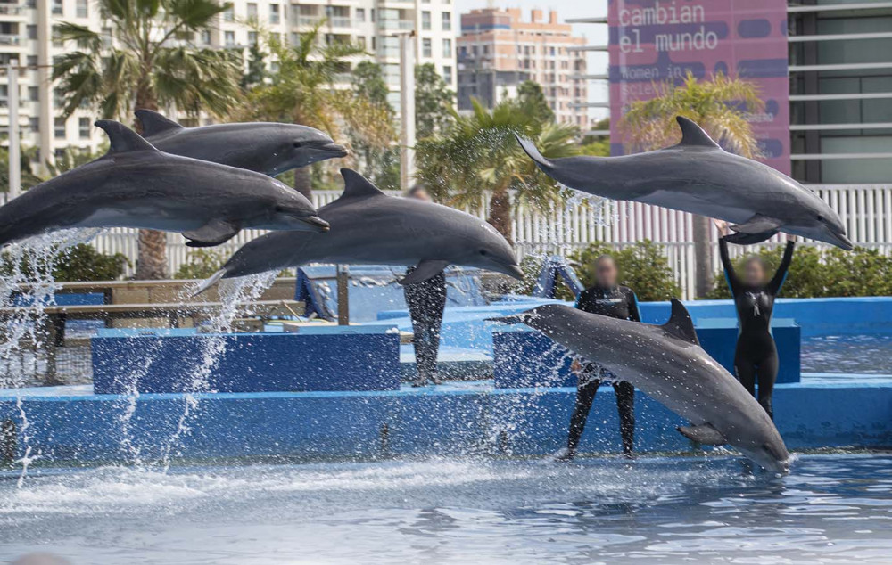 Oceanografic Dolphins