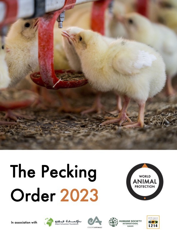 The Pecking Order